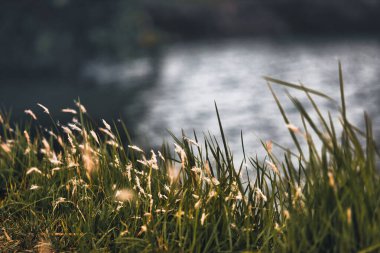 Suyun yakınındaki kırsalda çimenler