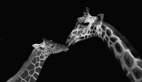 Grande Mãe Bebê Girafa Fundo Preto — Fotografia de Stock