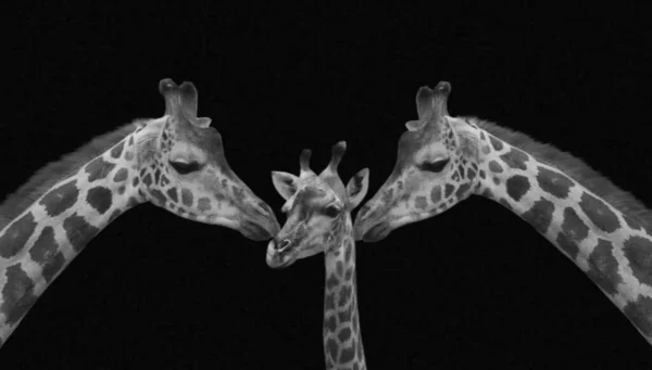 Baby Giraffe Plezier Met Haar Familie Giraffe Familie Zwarte Achtergrond — Stockfoto