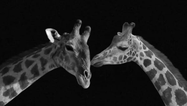 Två Giraff Närbild Den Svarta Bakgrunden — Stockfoto