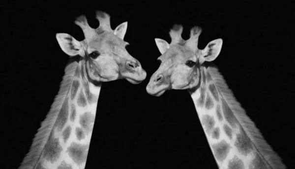 黑暗黑色背景下的两个可爱长颈鹿 — 图库照片