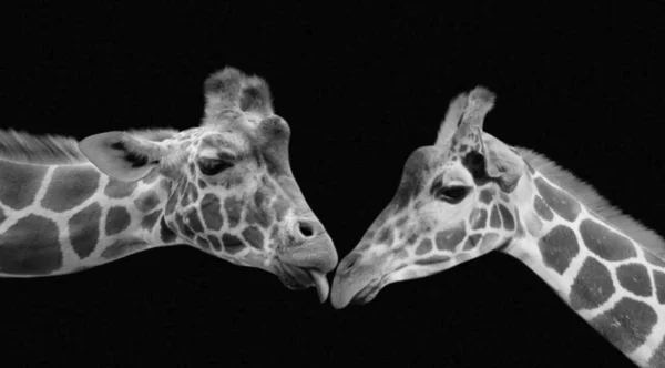 Mooie Man Giraffe Caring Haar Partner Giraffe — Stockfoto