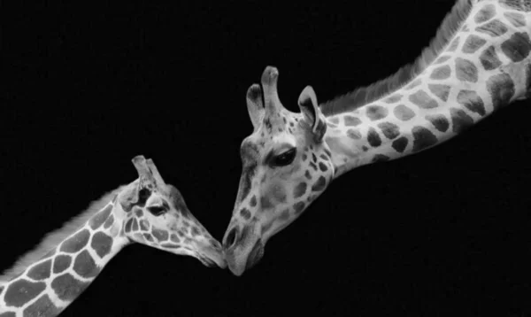 Matka Żyrafa Troszcząc Się Swoje Słodkie Dziecko Żyrafa — Zdjęcie stockowe