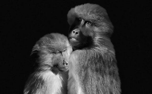 Affen Mutter Umarmt Ihr Süßes Baby Auf Schwarzem Hintergrund — Stockfoto