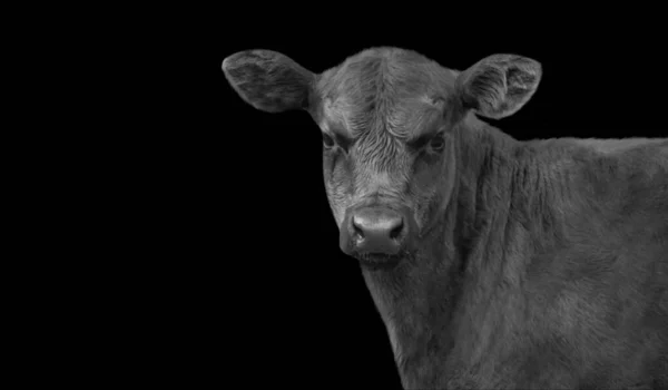 Roztomilé Černošky Krávy Closeup Tapety — Stock fotografie