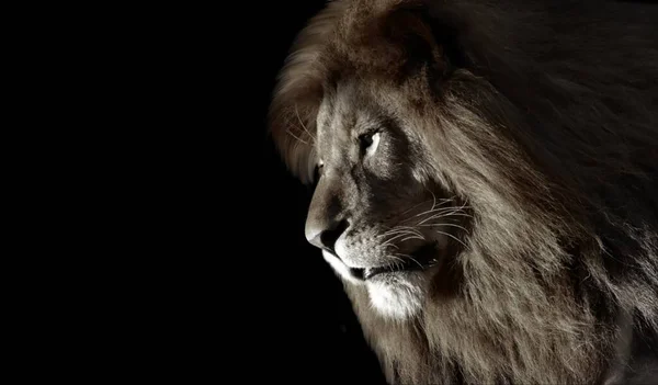 暗い黒の背景に美しい野生のライオンの閉鎖 — ストック写真