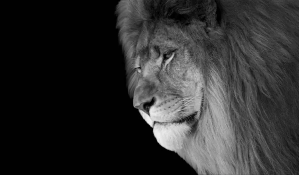 Aggressivt Lejon Närbild Ansikte Den Mörka Bakgrunden — Stockfoto