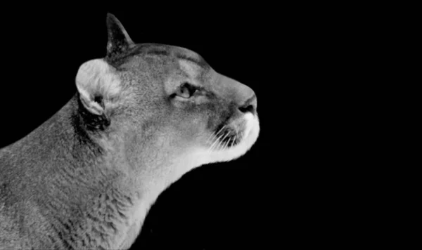 Beautiful Wild Cougar Closeup Face — Stock Photo, Image