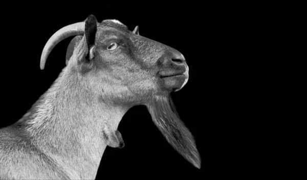 Schwarz Weiße Ziege Nahaufnahme Gesicht Auf Dem Dunklen Hintergrund — Stockfoto