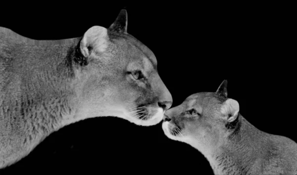 Mamma Och Baby Puma Den Mörka Svarta Bakgrunden — Stockfoto