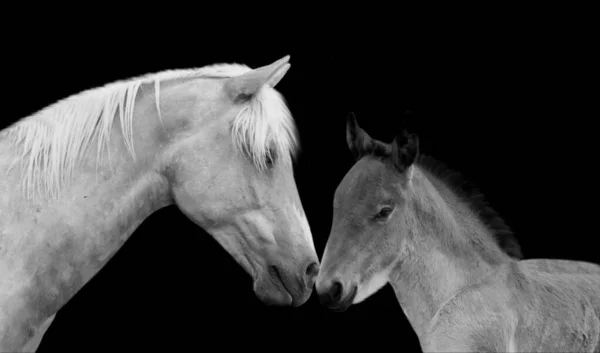 Beautiful Mom Horse Care Her Baby On Dark Background