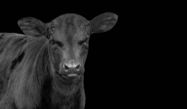 Black Farm Cow Nahaufnahme Gesicht Auf Dem Schwarzen Hintergrund — Stockfoto