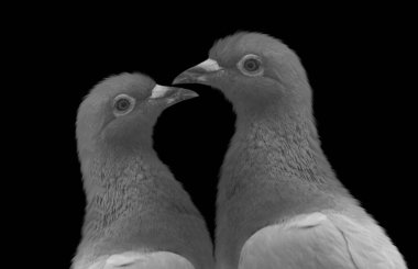 Two Beautiful Cute Pigeons On The Dark Background