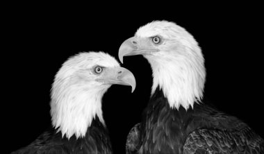 Beautiful Two Big Eagle Closeup Face On The Black Background