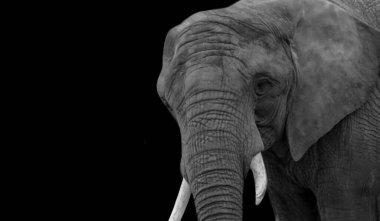 African Big Elephant On The Black Background