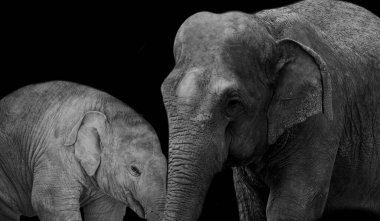 Big Mother Elephant Caring Her Baby