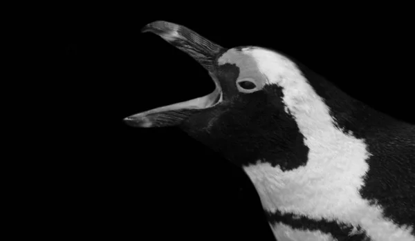 Angry Black White Penguin Closeup Head Black Background Stockfoto