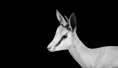 Impala Cute Head In The Dark Background