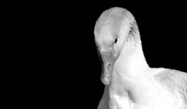 Beautiful White Duck Closeup Face, Black And White Goose Head