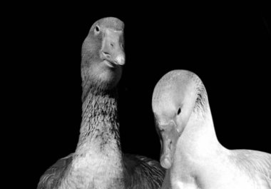 Two Goose Closeup Face Head, Duck On The Black Background