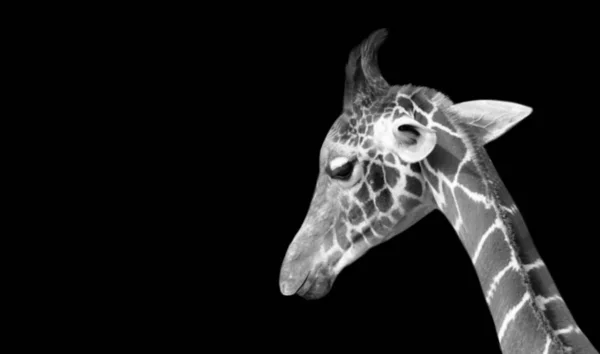 baby giraffe head closeup, black and white giraffe