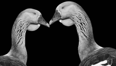 Kaz Kafası Yüzü Karanlık Arkaplanda