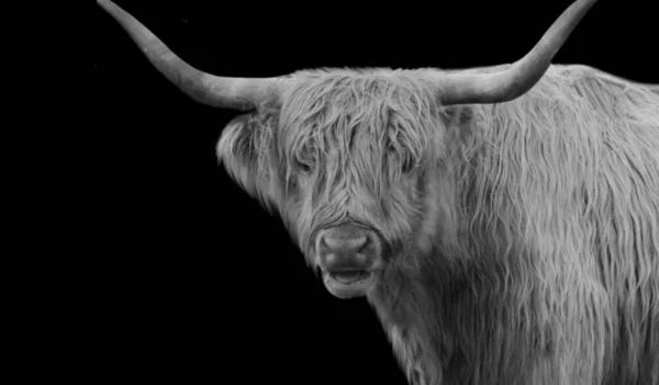 Big Horned Highland Cattle Cow Head Portrait Auf Dem Dunklen — Stockfoto