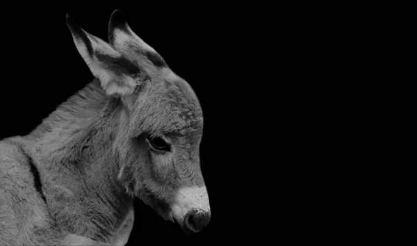 Baby Donkey Head Zbliżenie Twarz Czarnym Tle — Zdjęcie stockowe