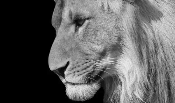 Wild Lion Closeup Cabeça Fundo Preto — Fotografia de Stock