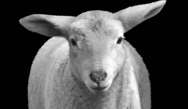 赤ちゃん羊の閉鎖顔上の黒の背景 — ストック写真