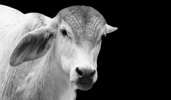 Vaca Branco Bezerro Close Rosto Fundo Escuro — Fotografia de Stock