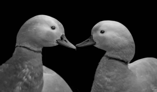 Dwa Słodkie Kaczka Zbliżenie Głowy Duck Portret Czarnym Tle — Zdjęcie stockowe