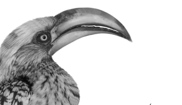 Hornbill Closeup Face Big Beaks Fundo Branco — Fotografia de Stock