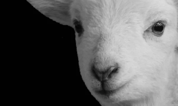 黑暗背景下的羊头盖脸 — 图库照片