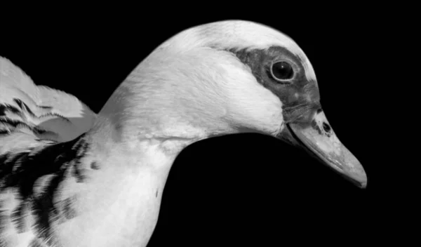 White Duck Closeup Kopf Gesicht Auf Dem Schwarzen Hintergrund — Stockfoto