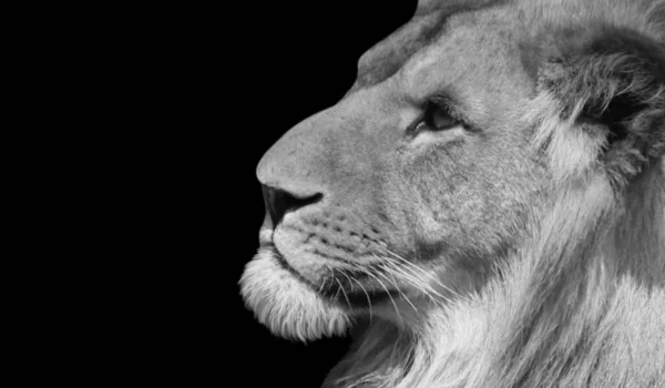 Piękne Lion Head Zbliżenie Czarnym Ciemnym Tle — Zdjęcie stockowe