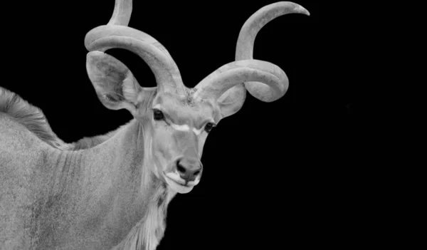 Grande Horned Masculino Kudu Antílope Fundo Escuro — Fotografia de Stock