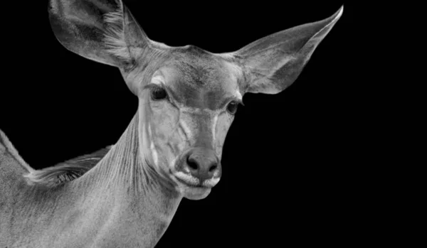 Μαύρο Και Άσπρο Kudu Antelope Χαμόγελο Πρόσωπο Closeup — Φωτογραφία Αρχείου
