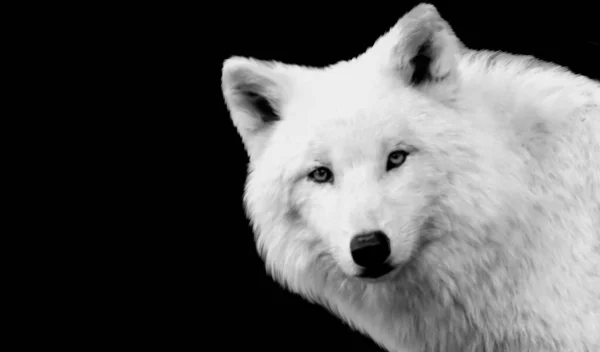Rosto Lobo Branco Muito Bonito Fundo Preto Escuro — Fotografia de Stock