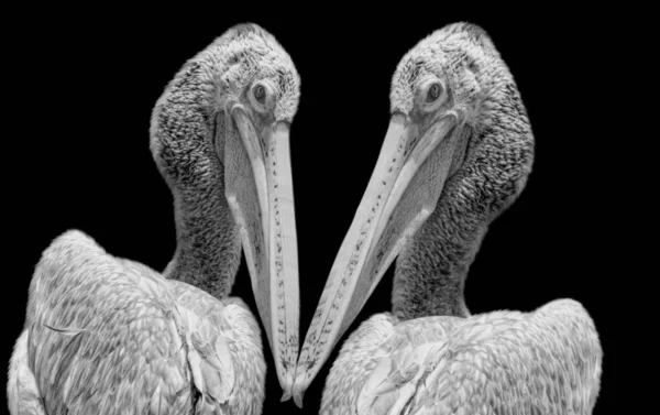 Dwa Czarne Białe Pelikana Ptak Czarnym Tle — Zdjęcie stockowe