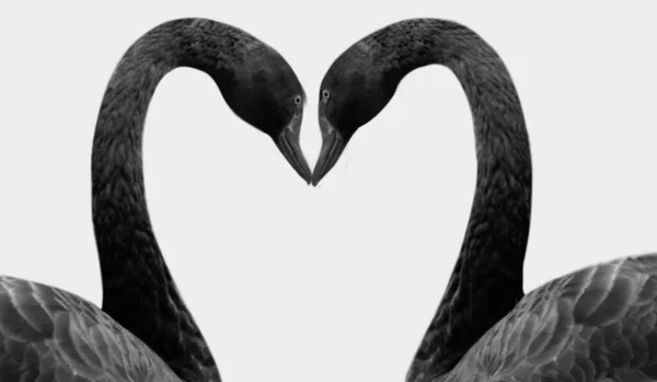 Couple Black Swan Head Isolated White Background — Stock Photo, Image