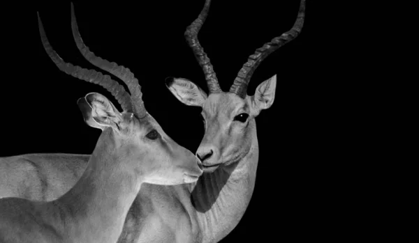 stock image Beautiful Big Horned Impala Couple On The Black Background