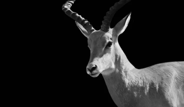 Impala Selvagem Retrato Fundo Escuro — Fotografia de Stock