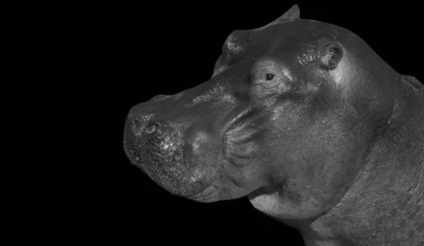 Χαριτωμένο Hippo Κεφάλι Στο Μαύρο Σκούρο Φόντο — Φωτογραφία Αρχείου