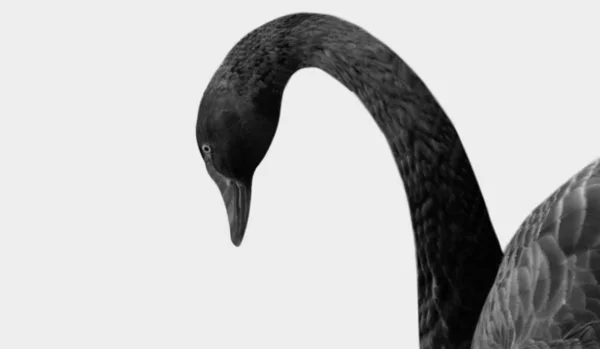 Negro Hermoso Cisne Aislado Fondo Blanco —  Fotos de Stock