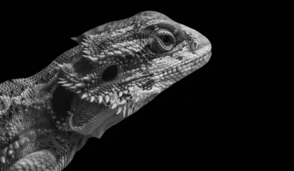 Великий Lizard Крупним Планом Чорна Фон — стокове фото