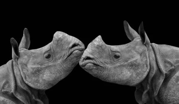 Two Rhino Fun Playing Dark Background — Stock Photo, Image
