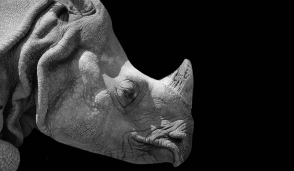 Dangerous Rhino Portrait Head Dark Background — Stock Photo, Image