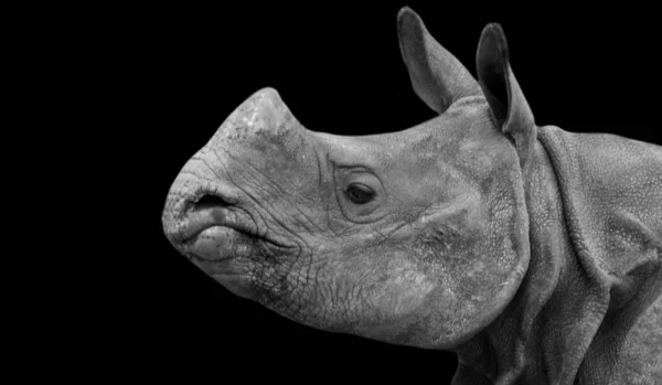 黒の背景に小さな角を持つかわいいRhinoの頭 — ストック写真