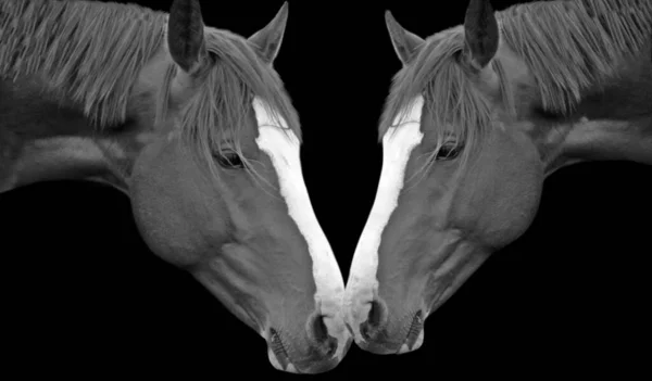 驚くべき美しい二頭の馬の愛お互いに 黒の背景に馬 — ストック写真